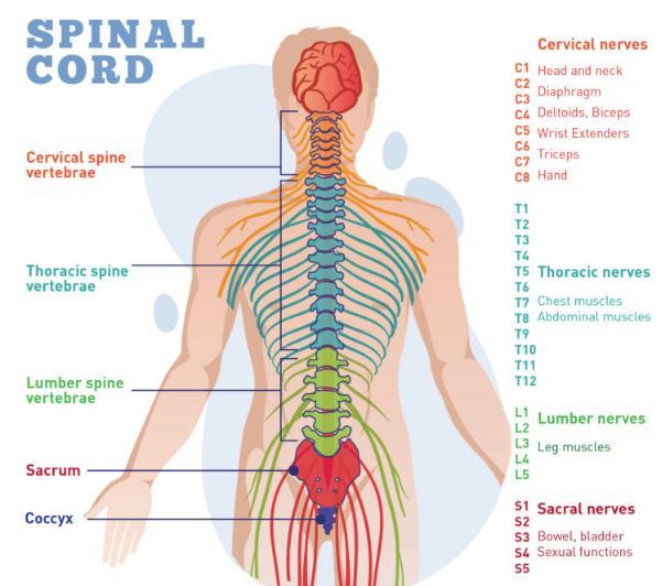 image of the spinal cord in the human body