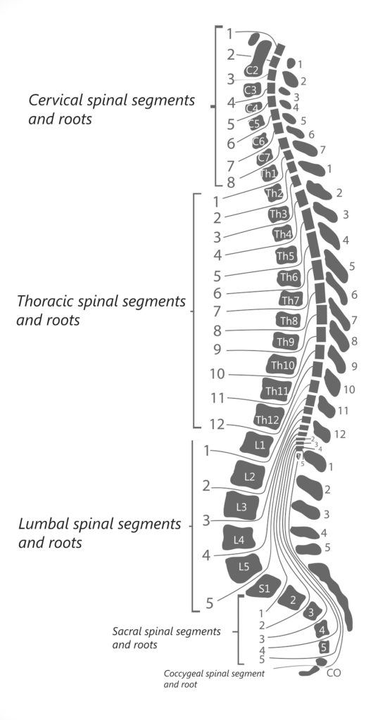 spine diagram showing vertebrae