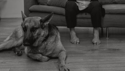 A potentially vicious dog