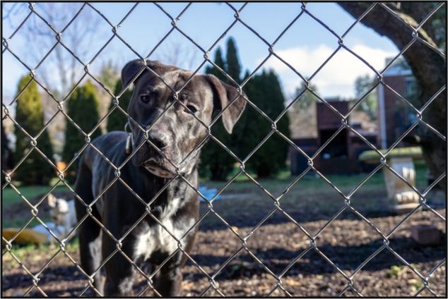Dog inside a fence