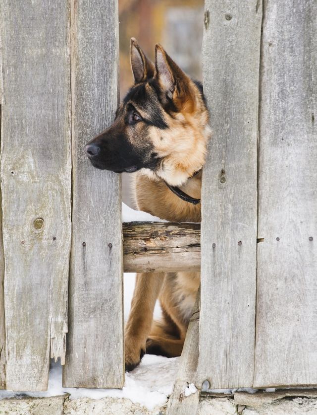 Dog inside a wooden fence