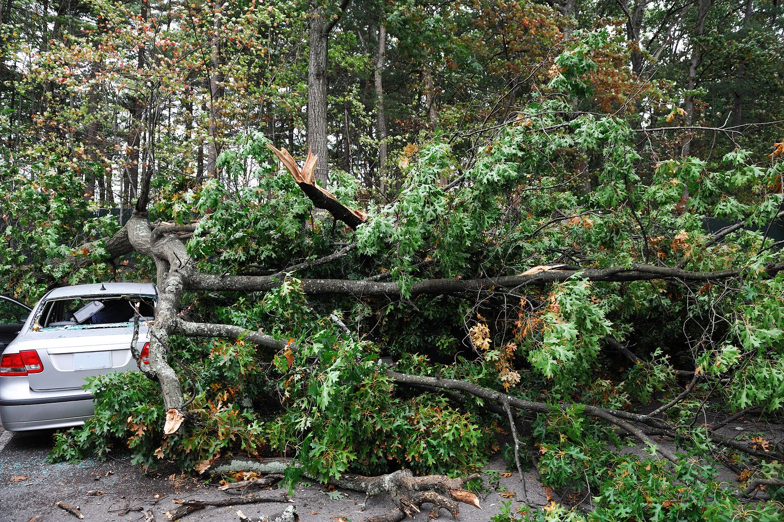 Atlanta Tree Injury Lawyer